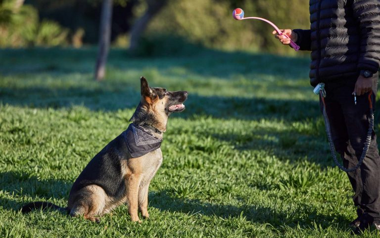 What to Do When You Don’t Want to Show a Treat Each Time