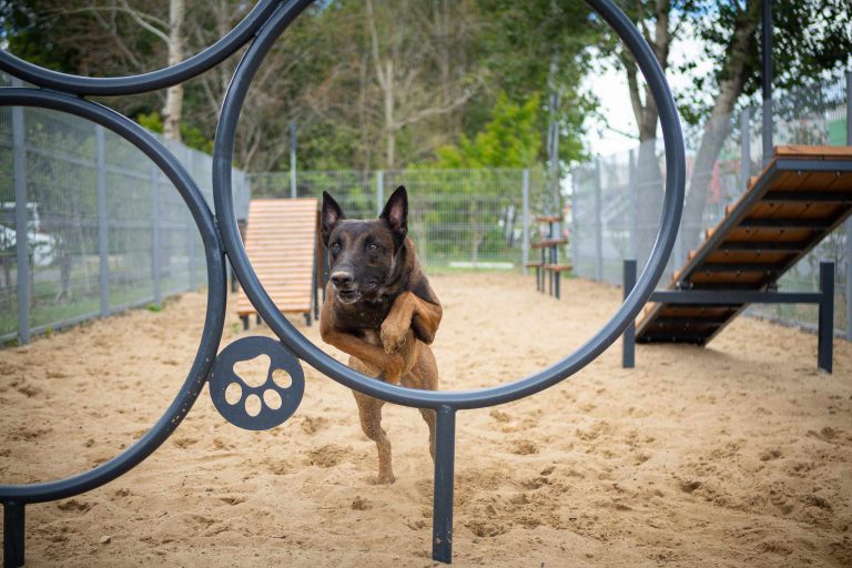 Loose-Leash Walking: What to Practice Before Asking for a Calm Full Walk